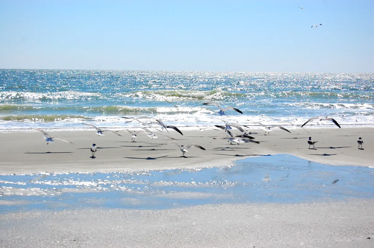 A close-up view of gentle waves rolling onto the wet sand, with seagulls dotting the shoreline. The beach appears serene and inviting, perfect for family walks, building sandcastles, and enjoying the natural beauty of Myrtle Beach.